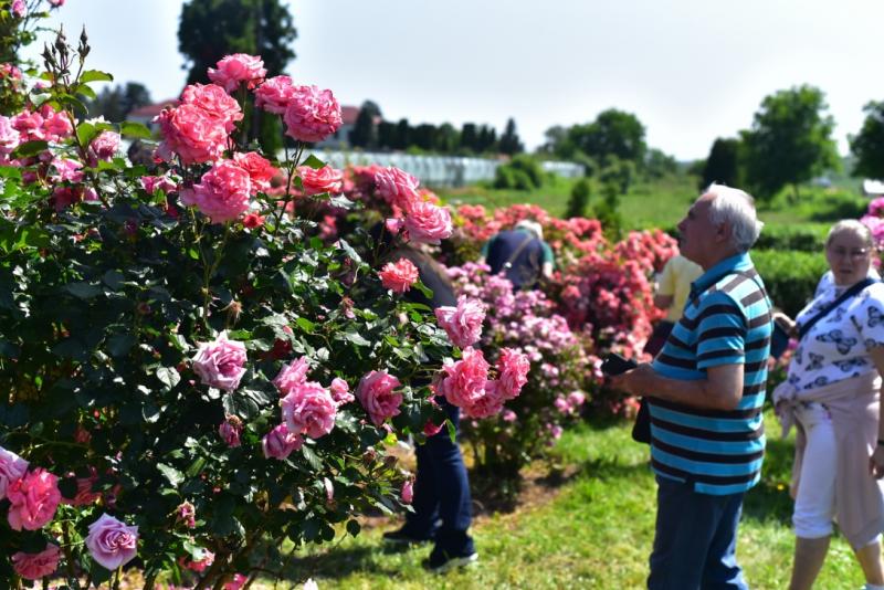 FOTÓRIPORT - Kolozsváron bemutatkoztak a legfrissebb rózsafajták, amelyek lenyűgöző szépségükkel és változatos színvilágukkal varázsolták el a látogatókat.