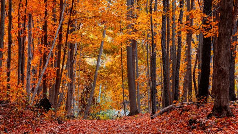 Hét fokkal alacsonyabb hőmérséklet jellemzi az átlagos értékeket – az őszi időjárás meglepő hatása a vármegyében.