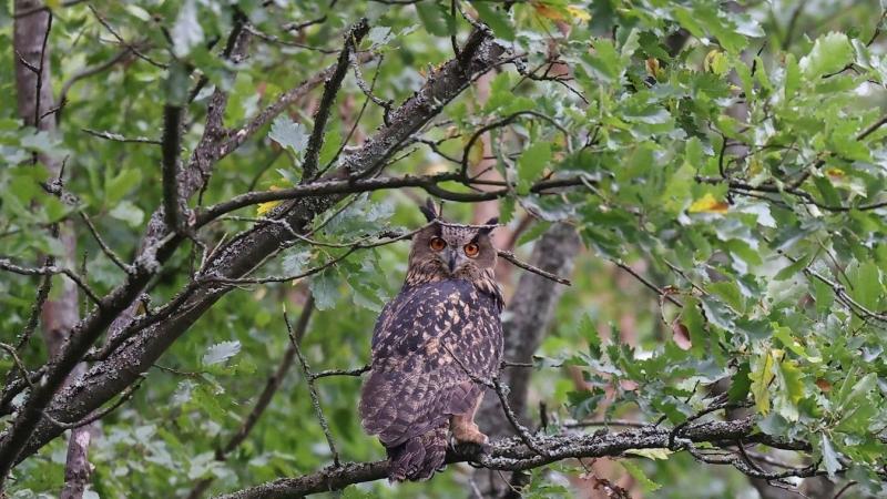 Veszprém városából a természet ölelésébe: egy újabb uhu szárnyalt el a szabadság felé.