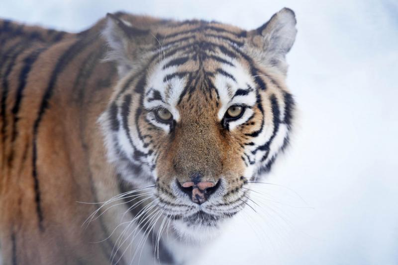 - Óvatosan, kint egy tigris ólálkodik!  
- Komolyan? Akkor gyorsan kimegyek, és megnézem magamnak!