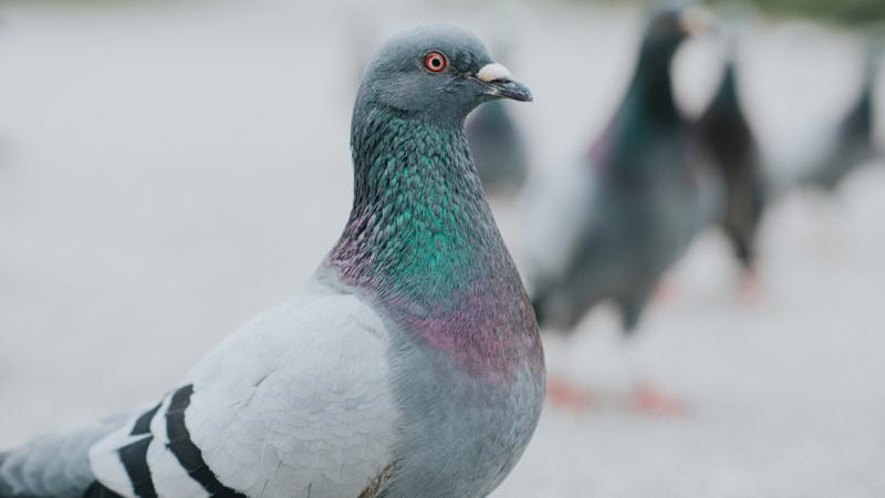 Így válhat pokollá sok magyar mindennapja a szomszédja miatt: sokan talán nem is sejtik, de ez a magatartás szigorúan tilos - Pénzcentrum.