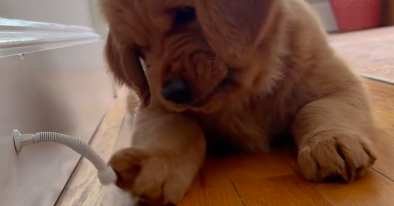 Támadó üzemmódban a golden retriever kölyök: a vidámság forrása – Nézd meg a videót!