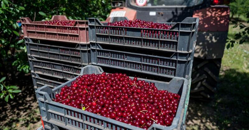 Csökkent a termés, de megnőtt az érdeklődés: a magyar gyümölcs ismét népszerűségnek örvend!