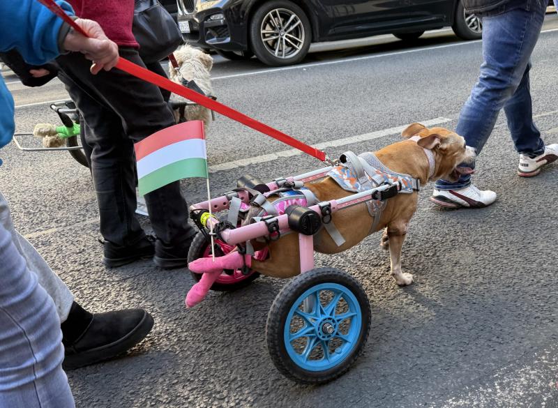 Képgaléria: Boldogan csaholó kerekesszékes kutyák lepték el az Andrássy utat - így zajlott az Állatok Világnapja alkalmából rendezett felvonulás | szmo.hu
