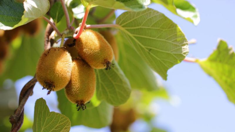 Különleges élmény vár rád a 2025-ös Szedd magad kiviszüret eseményen: a Jobaházi Farm kapui végre megnyíltak! Fedezd fel a friss gyümölcsök varázslatos világát, és élvezd a természet adta kincseket! Ne hagyd ki ezt az egyedülálló lehetőséget, gyűjtsd össz